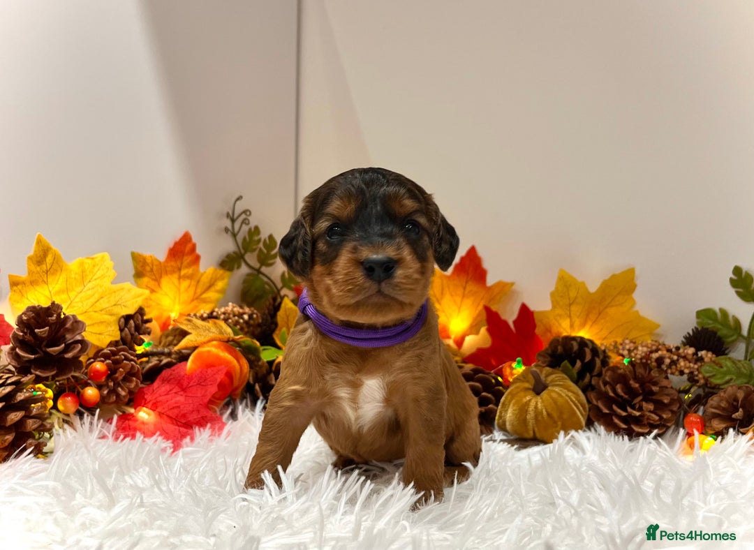 Cockapoo dogs for sale: 🌟Rare Reverse F1B Sable🌟DNA CLEAR Mini Cockapoos - Image 8