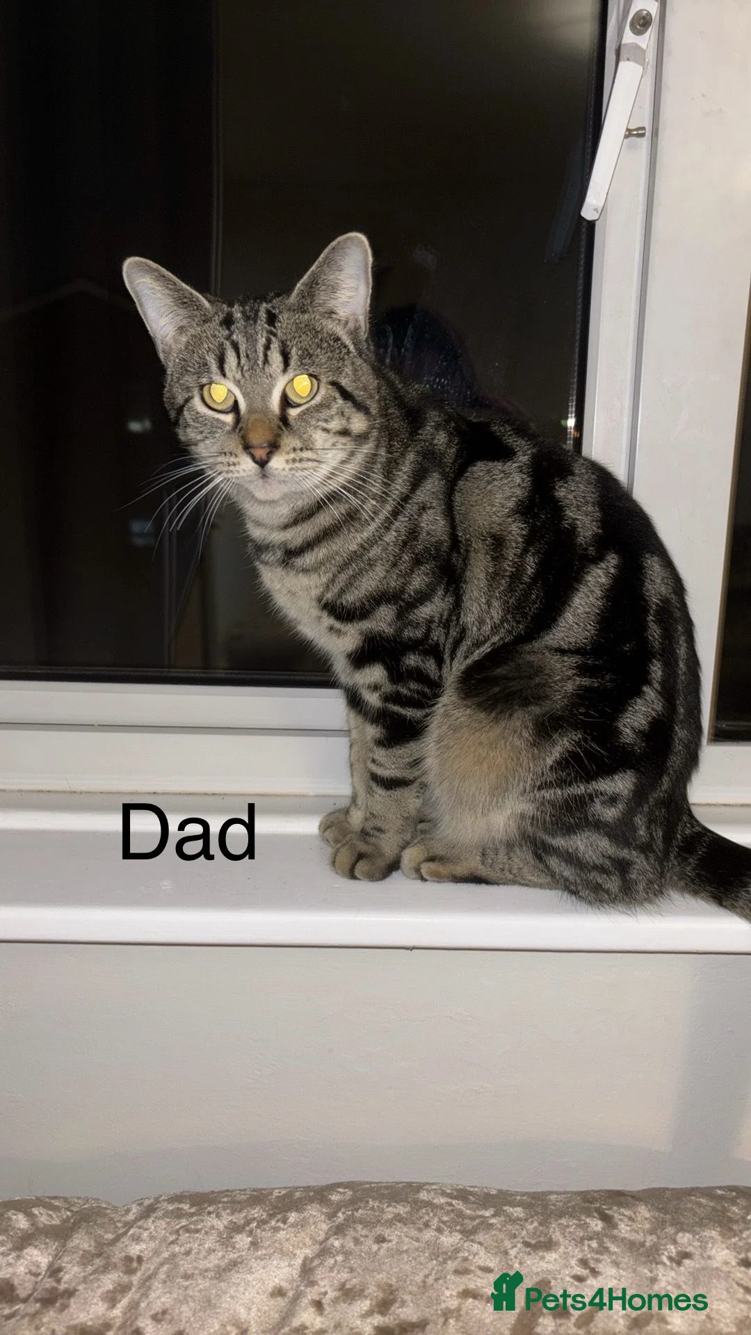 Domestic Shorthair cats for sale: 3 girl kittens and 1 boy kitten for sale in Tilbury - Advert 2