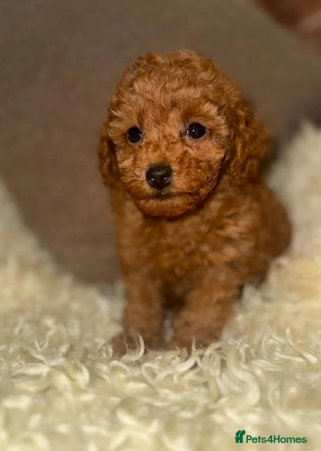 Toy Poodle dogs for sale: ❤️❤️Deep Red Petite KC Toy Poodles❤️❤️ - Advert 4