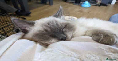 Ragdoll cats - Advert 1