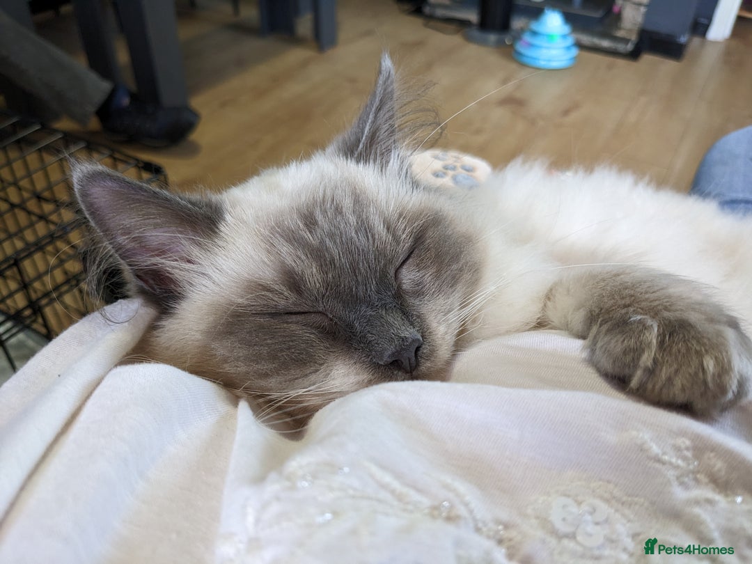 Ragdoll cats for sale: Beautiful ragdoll 9 months kitten - Image 3