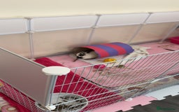 English Spot rabbits for sale: Female rabbit for sale  - Image 3