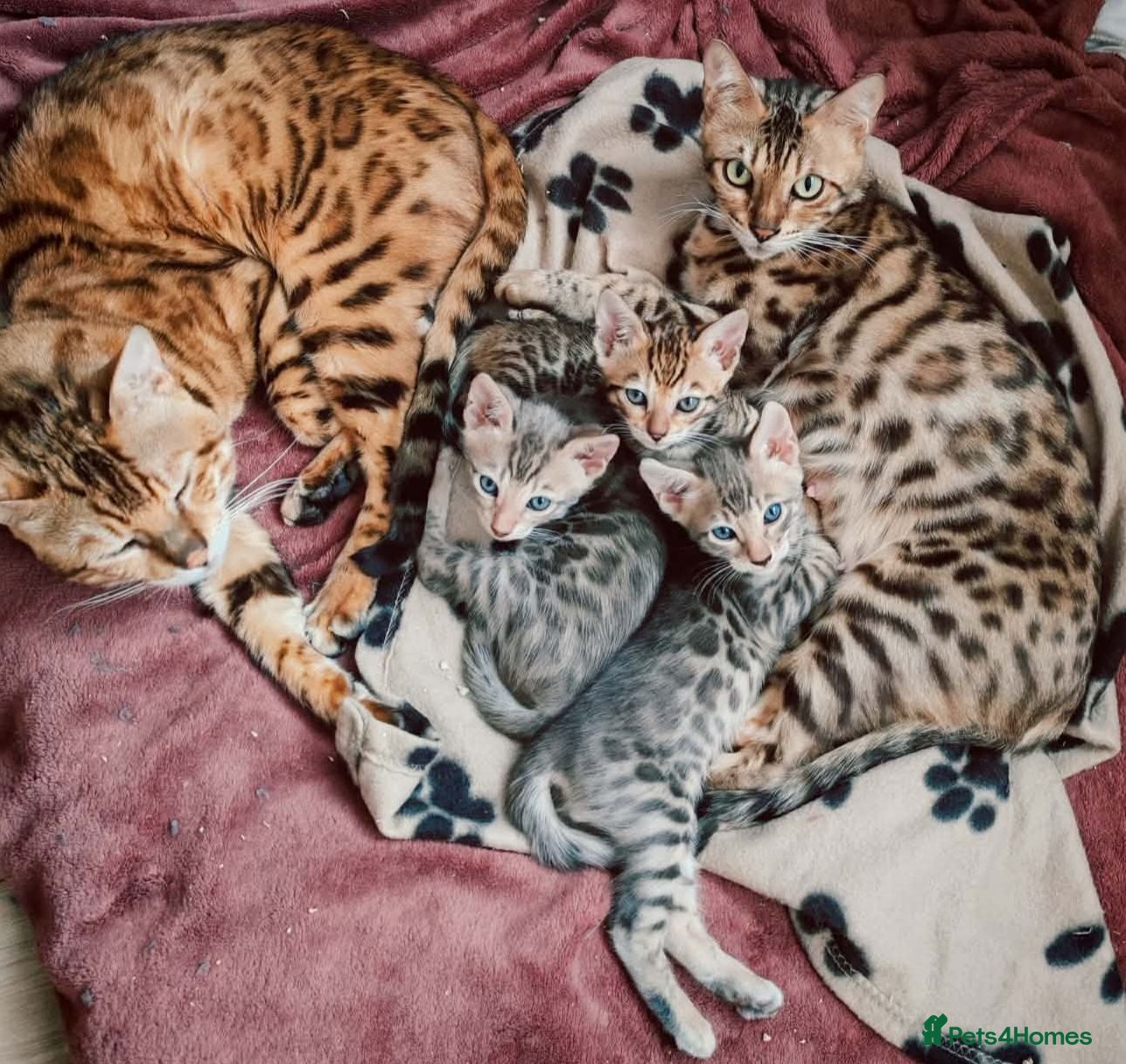 Bengal cats Bengal kittens  - Advert 5