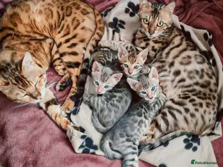 Bengal cats Bengal kittens - Advert 1