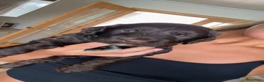 Cockapoo 1