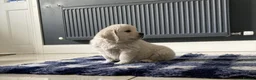 Golden Retriever dogs for sale: Golden retriever puppies - Advert 4