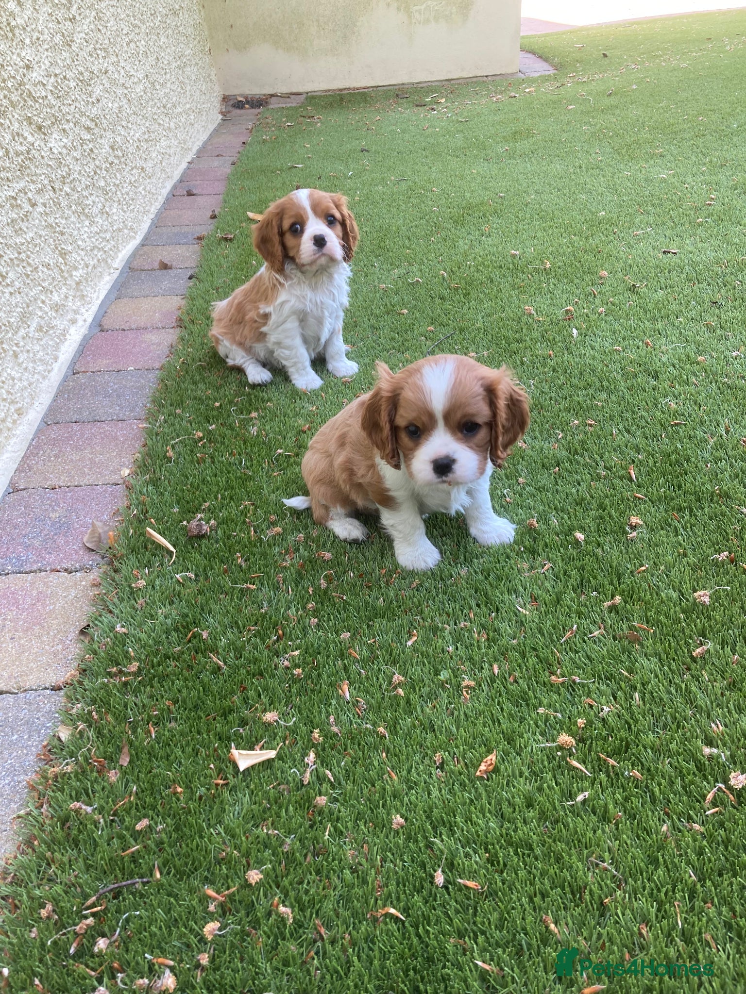 Cavalier King Charles Spaniel dogs Super KC blenheim pups from health tested parents - Advert 2