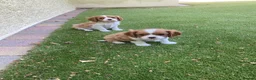Cavalier King Charles Spaniel dogs for sale: Super KC blenheim pups from health tested parents - Advert 8