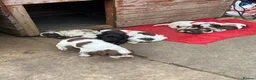 Cockapoo dogs for sale: Coookapoo puppies  - Advert 1