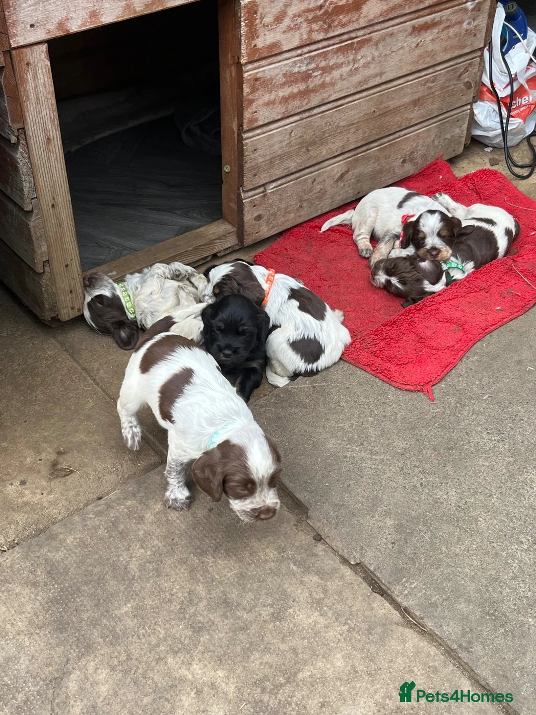 Cockapoo dogs for sale: Coookapoo puppies  - Advert 1