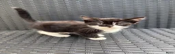 Mixed Breed cats for sale: 5 cute cats looking for new home  - Advert 6