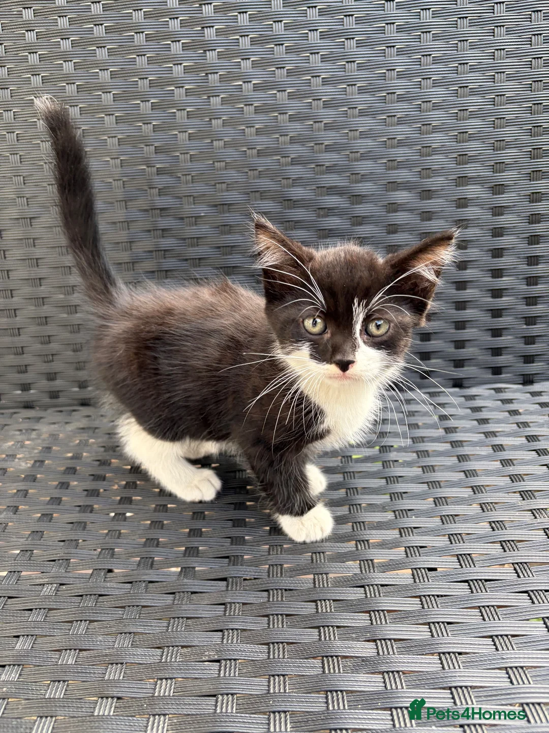 Mixed Breed cats for sale: 5 cute cats looking for new home  - Advert 6
