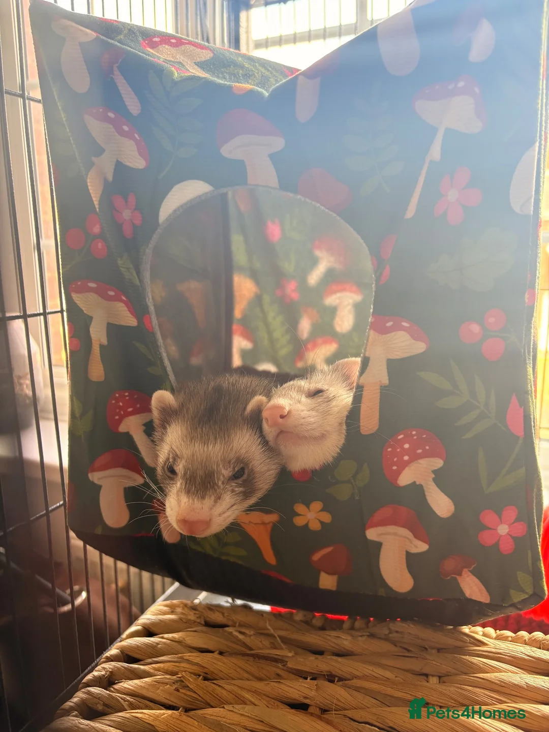 Ferret rodents for sale: Two female ferrets and whole set up.  - Advert 2