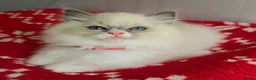 Ragdoll cats for sale: CHAMPION FATHER. GCCF KITTENS  - Advert 3