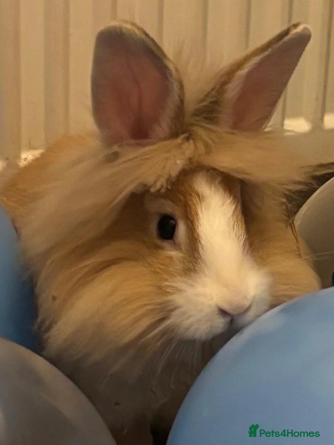 Continental Giant rabbits for sale: Super Gorgeous Continental Giant Rabbits in Aberdeen - Advert 11