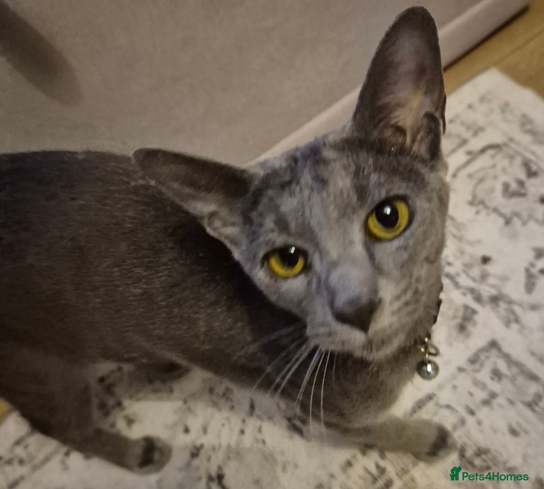 Oriental cats for sale: Beautiful blue/gray oriental kittens - Advert 2