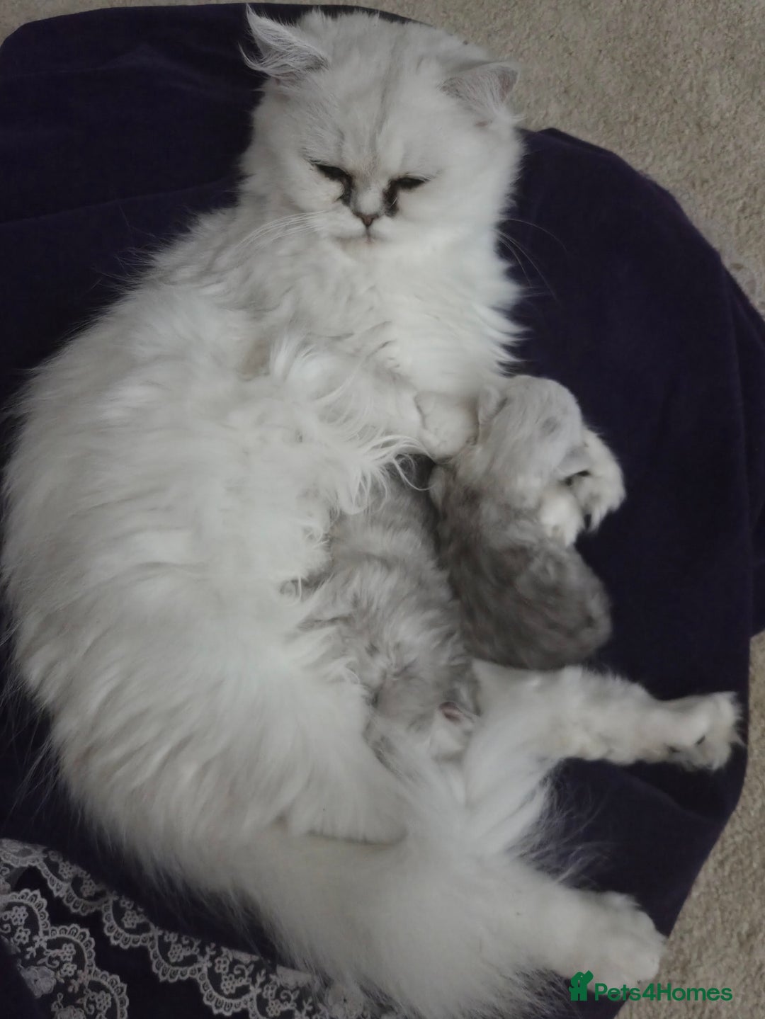 Persian cats for sale: Silvertip Chinchilla Persian- Boy & Girl Available - Advert 15