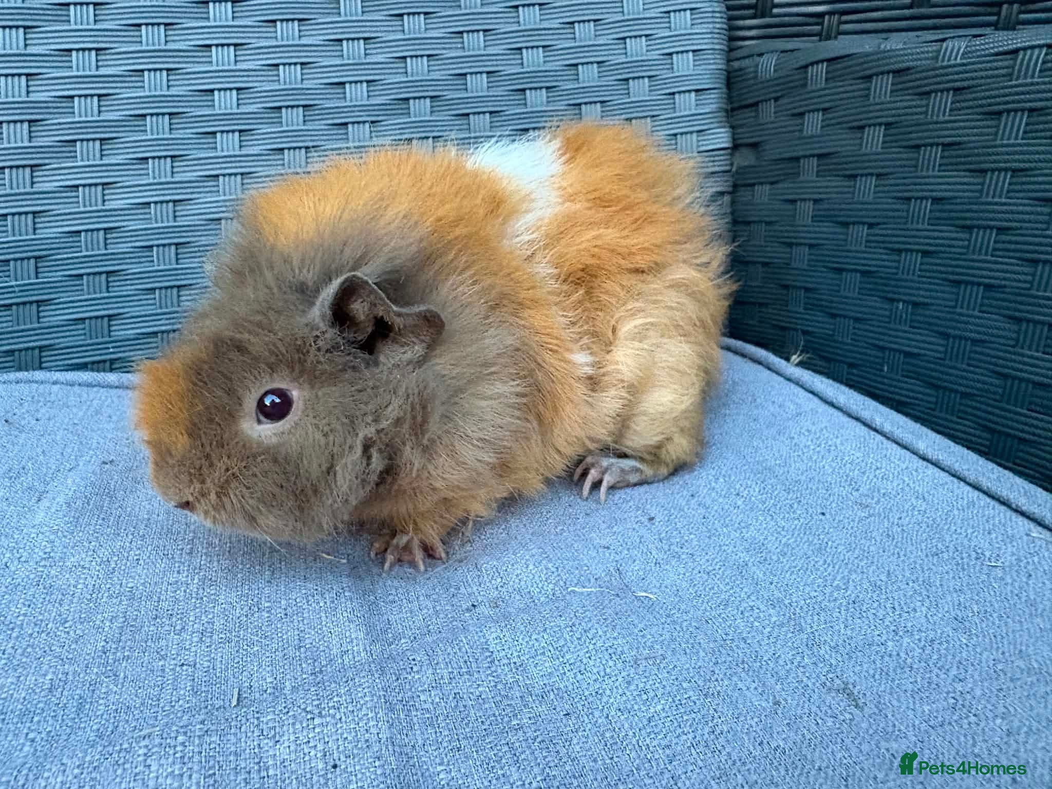 Guinea Pig rodents Sows mixed ages & breeds - Advert 2