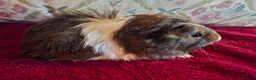 Guinea Pig rodents for sale: Beautiful Baby Guinea-pigs ready Now  - Advert 4