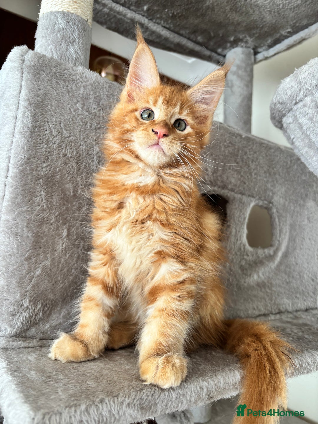Maine Coon cats for sale: Maine coon - Image 9