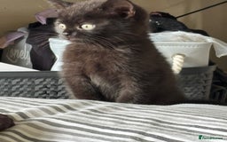 British Shorthair cats for sale: BSH kittens black ready now  - Image 1