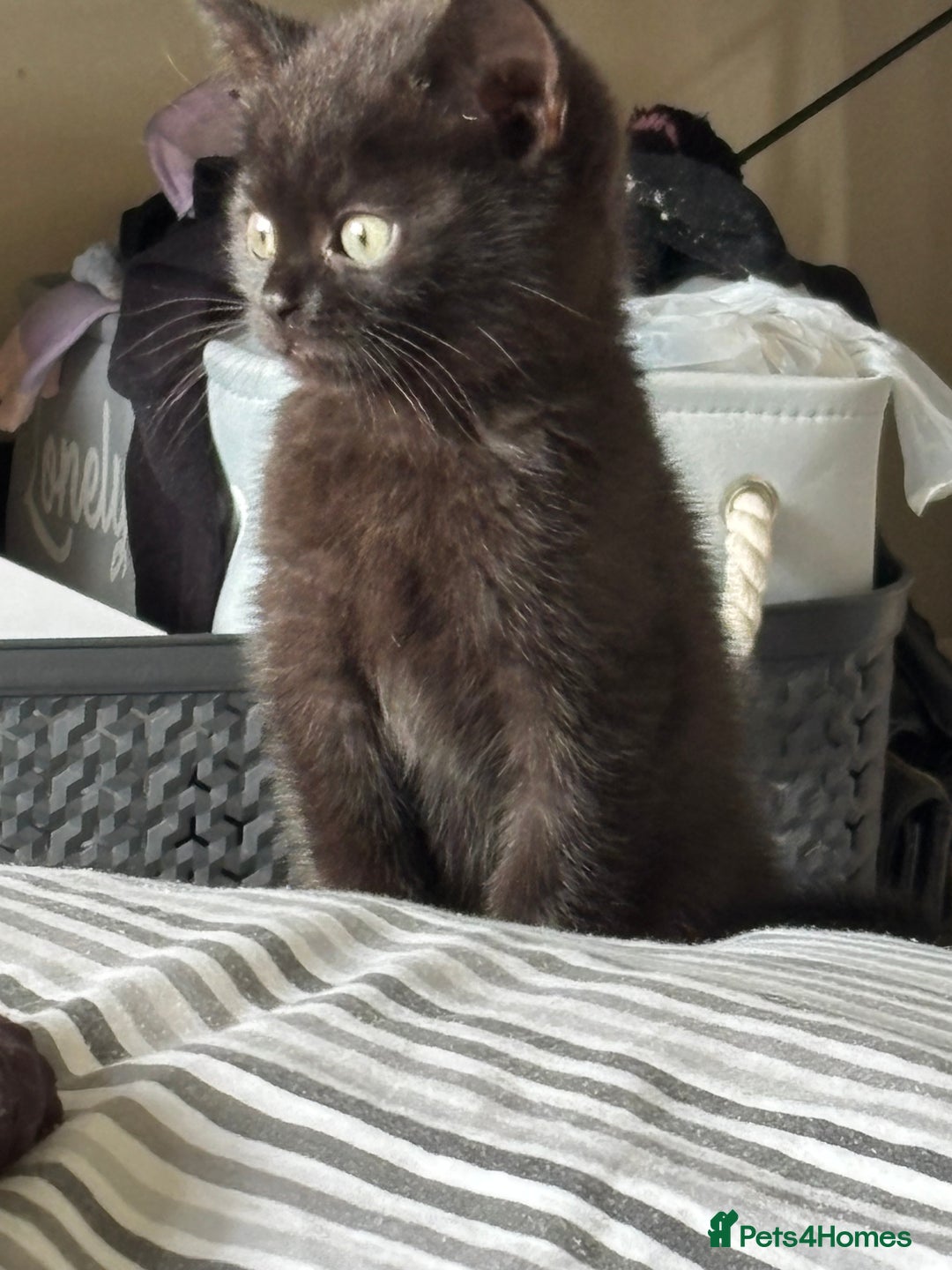 British Shorthair cats for sale: BSH kittens black ready now  - Image 1
