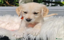 Golden Retriever dogs for sale: Stunning Golden Retriever puppies  - Image 34