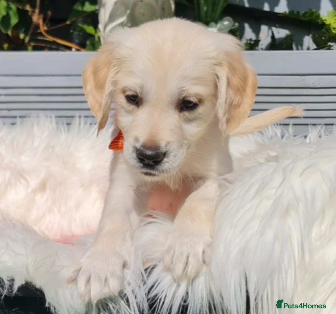 Golden Retriever dogs for sale: Stunning Golden Retriever puppies  - Image 34