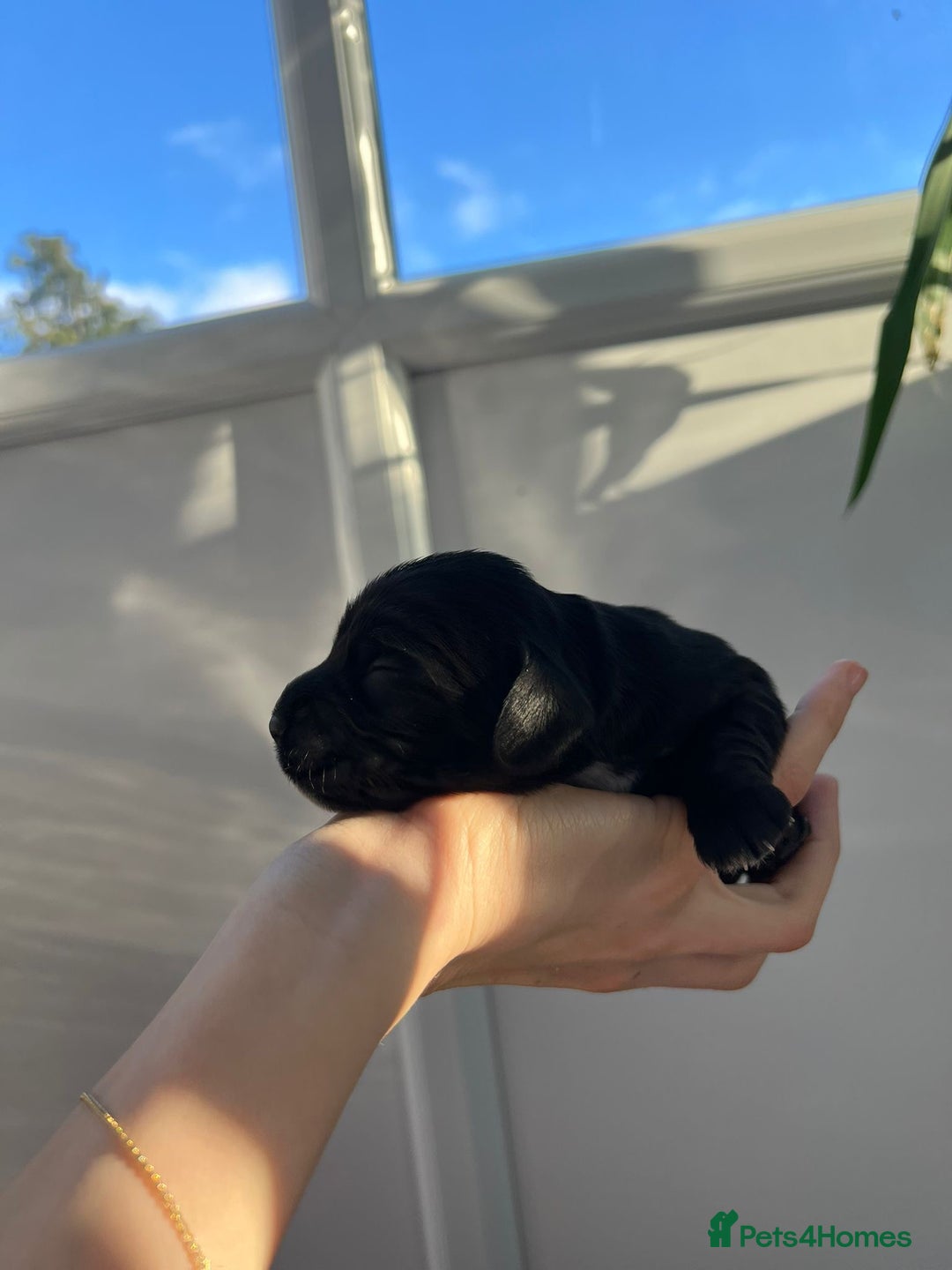 Cocker Spaniel dogs for sale: Show Type Cocker Spaniels. - Advert 22