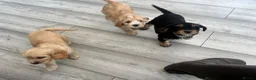 Cavapoo dogs for sale: F1 cavapoo puppies  - Advert 23