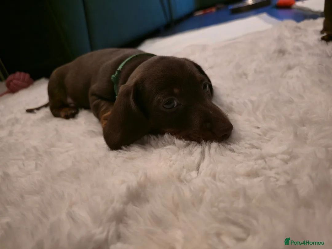 Miniature Dachshund dogs for sale: Miniature dachshund  in Pontypool - Advert 36