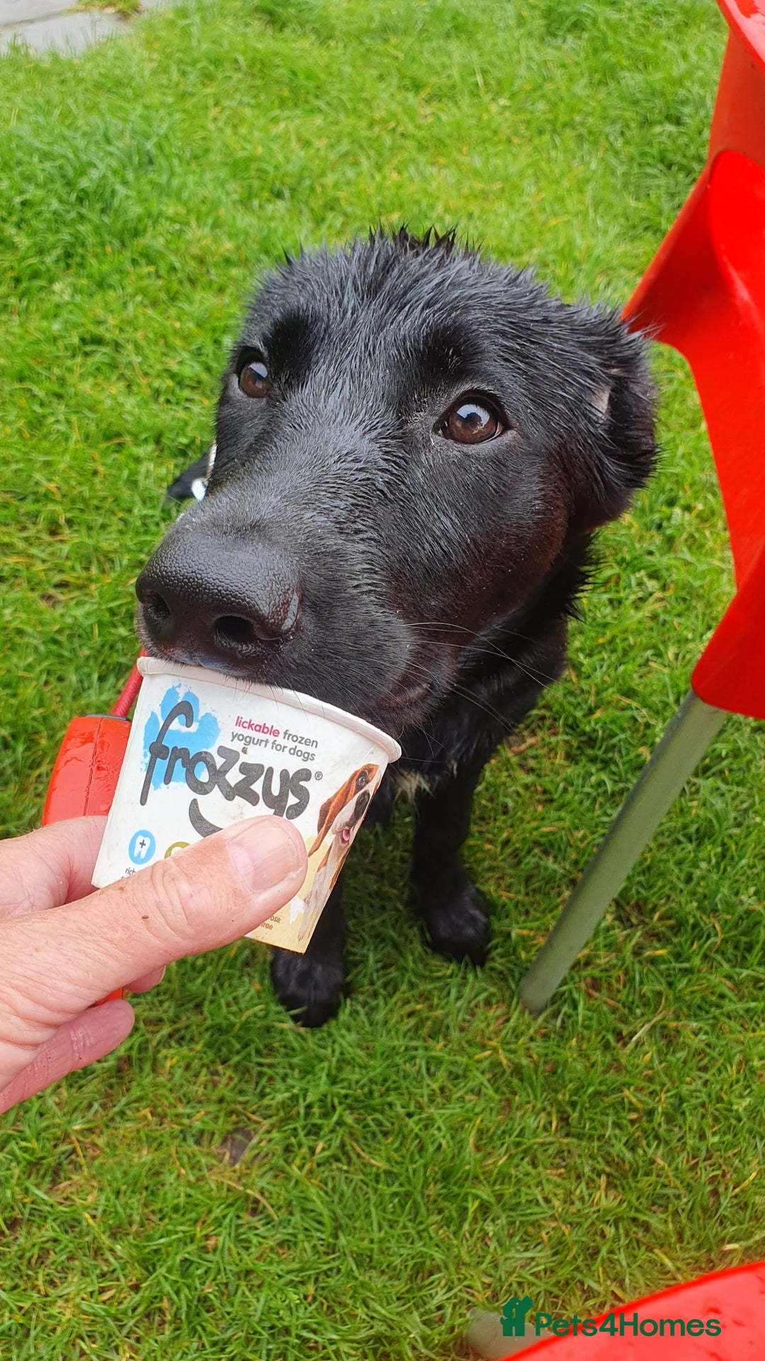 Borador dogs for sale: Lovely 2 year old lab/collie for sale - Advert 12