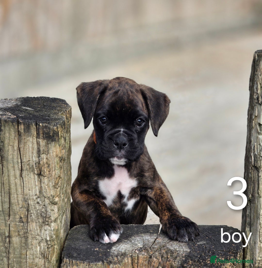 Boxer dogs for sale: Boxer pups - Image 4