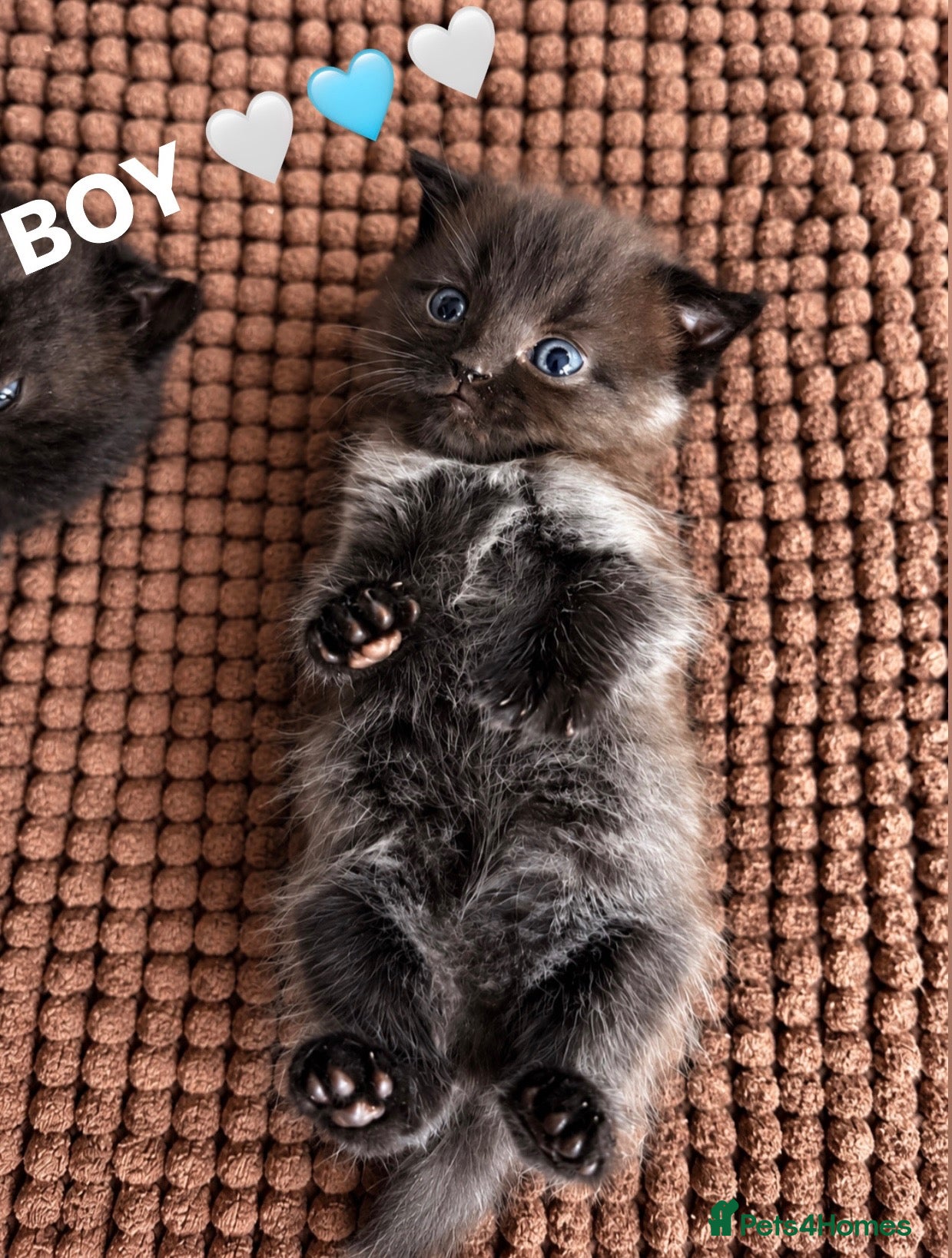 Scottish Fold cats for sale: One Beautiful Boy Kitten Available! 🩵 - Advert 19