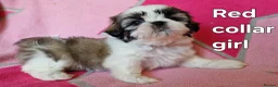 Shih Tzu dogs for sale: Miniature Shih-tzu's  - Advert 33
