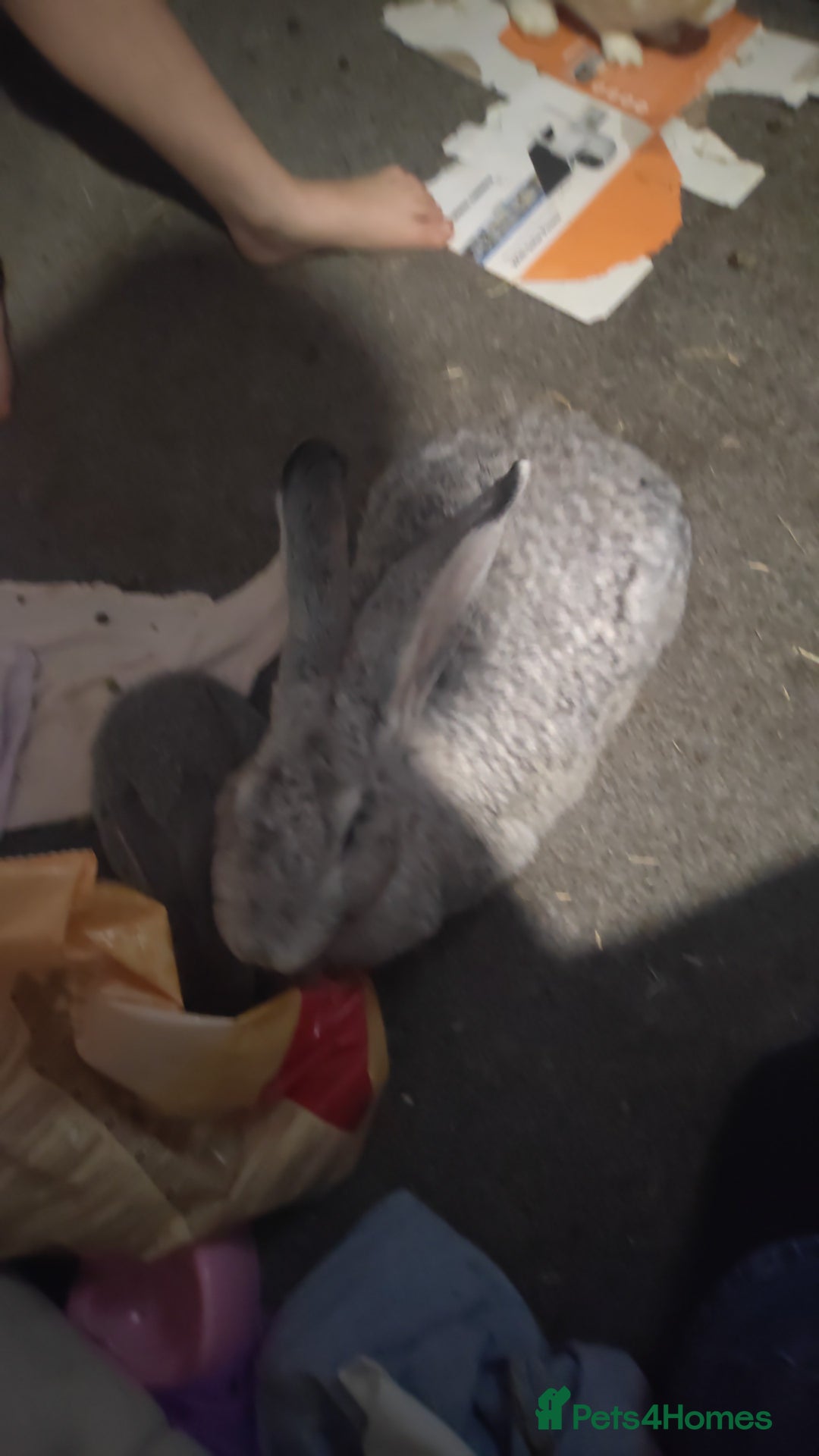 Flemish rabbits for sale: Pure flemish  - Image 5