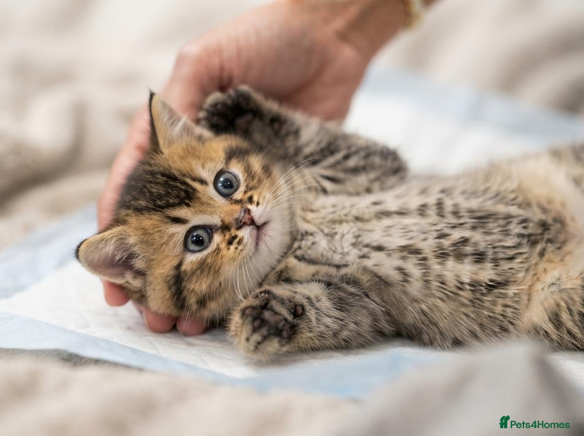 British Shorthair cats Adorable Kitten Ready For Reservation - Advert 2