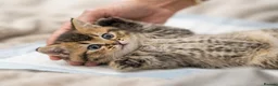 British Shorthair cats for sale: Adorable Kitten Ready For Reservation in Leamington Spa - Advert 2