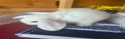 Mini Lop rabbits for sale: Beautiful mini lop bunnies  - Advert 2