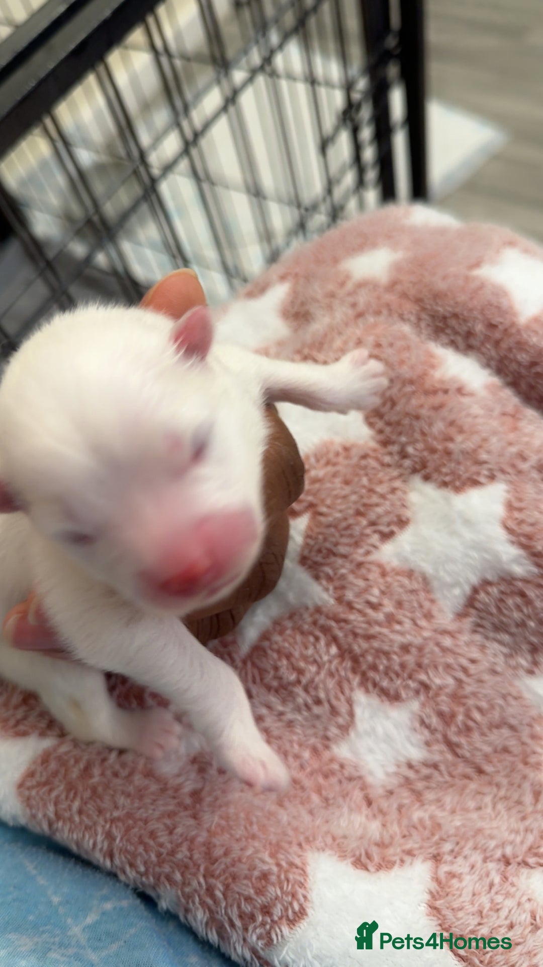 Samoyed dogs for sale: Beautiful Samoyed Pups Ready for a Loving Home  - Advert 8