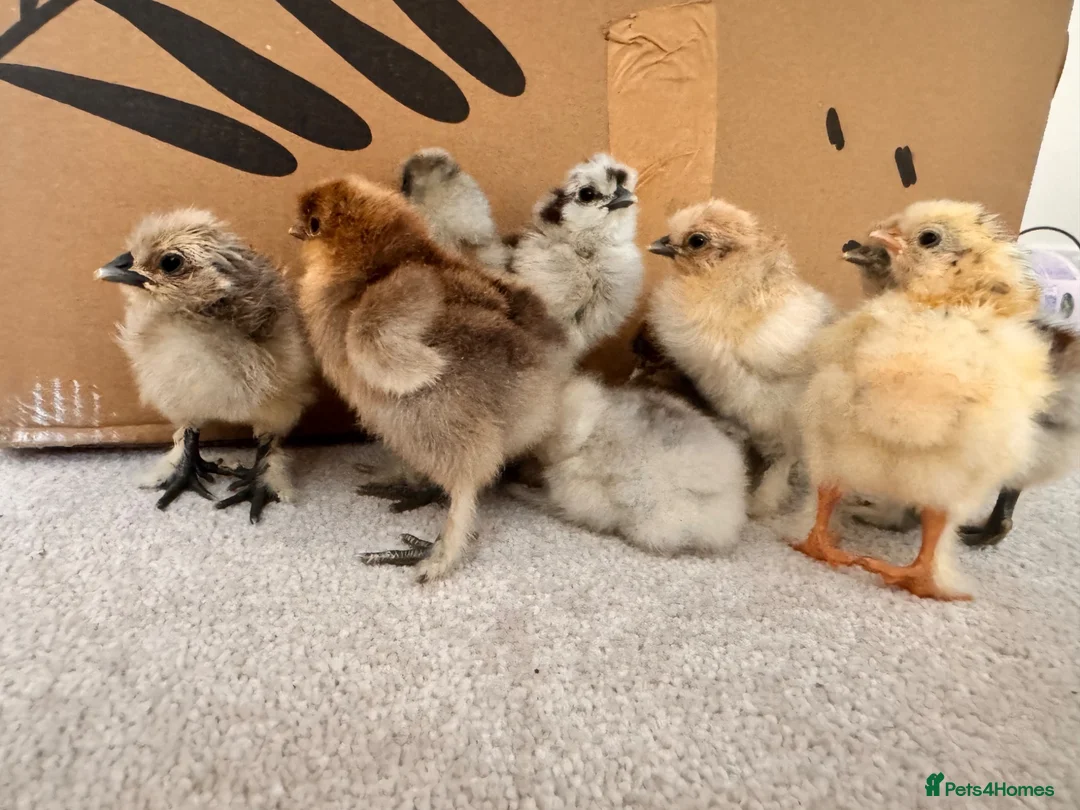Chickens poultry for sale: Day old Silkie chicks in ELY - Advert 2