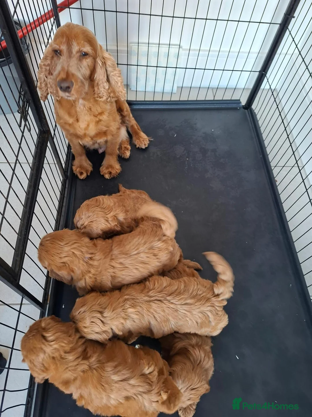 Cockapoo dogs for sale: F1 Cockapoo pups - Advert 1