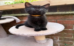 Maine Coon cats for sale: Maine coon cross kittens - Image 12