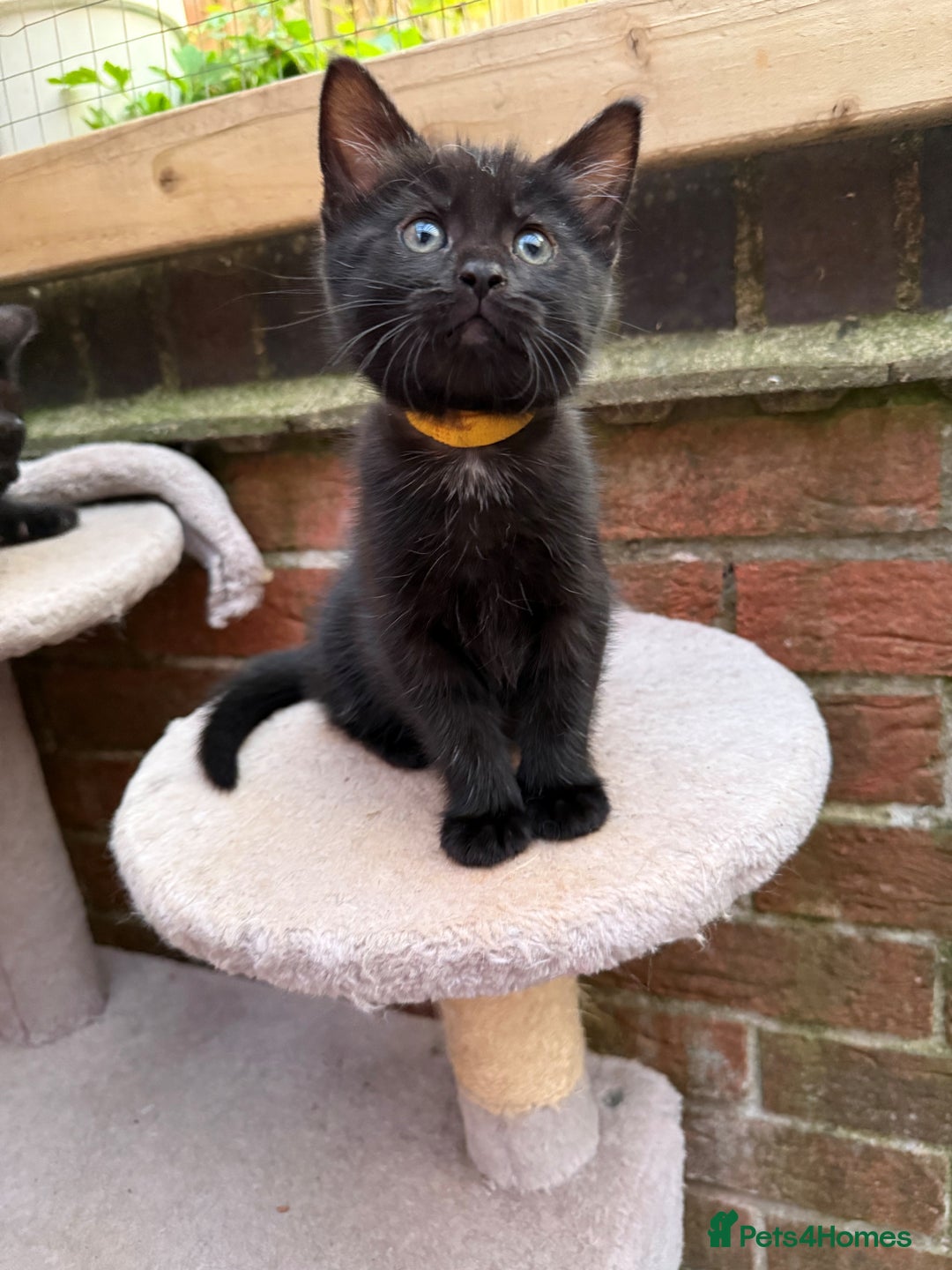 Maine Coon cats for sale: Maine coon cross kittens - Image 12