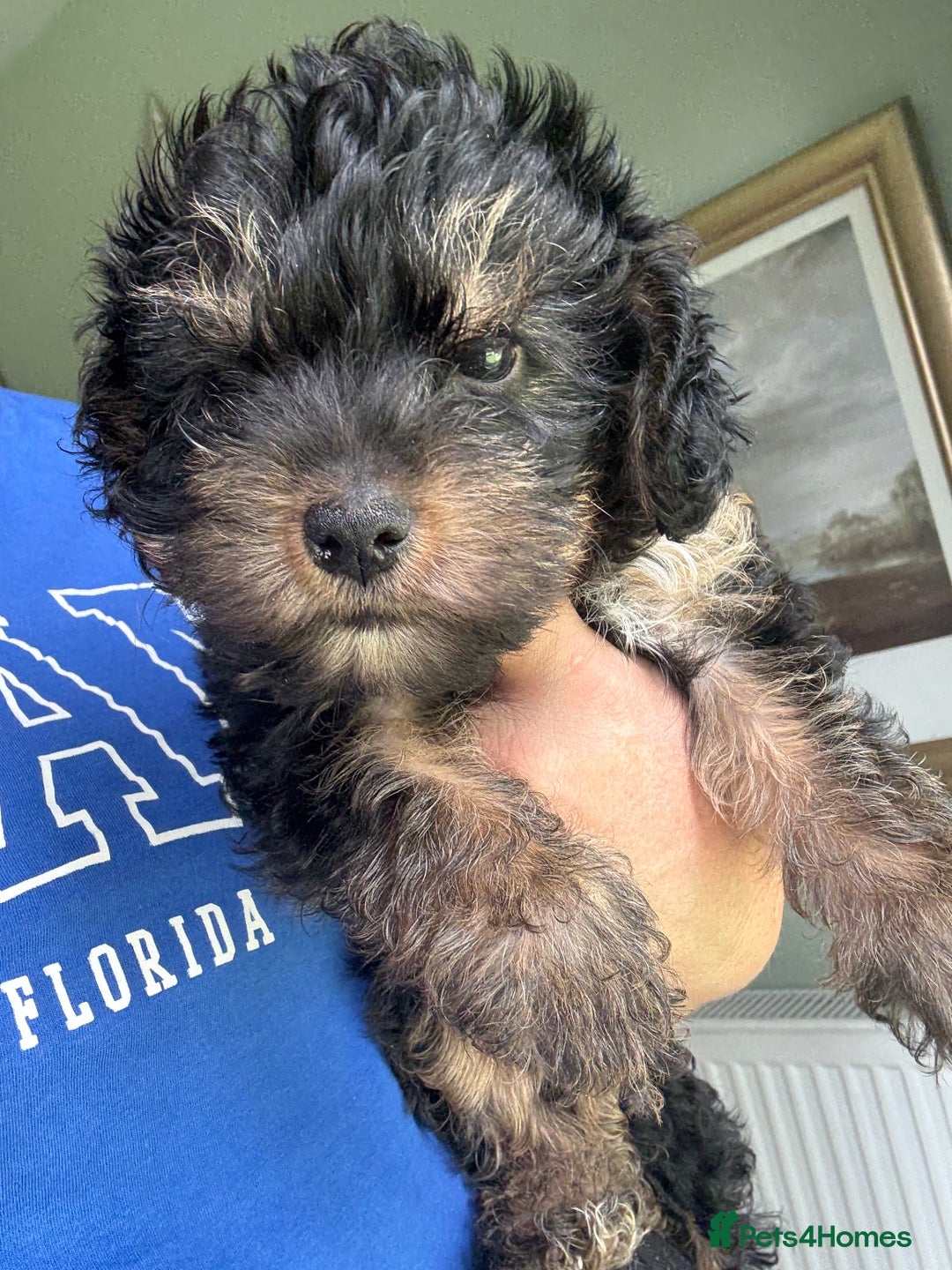 Yorkiepoo dogs for sale: 1x Yorkiepoo F2 Girl Puppy remaining  - Image 16