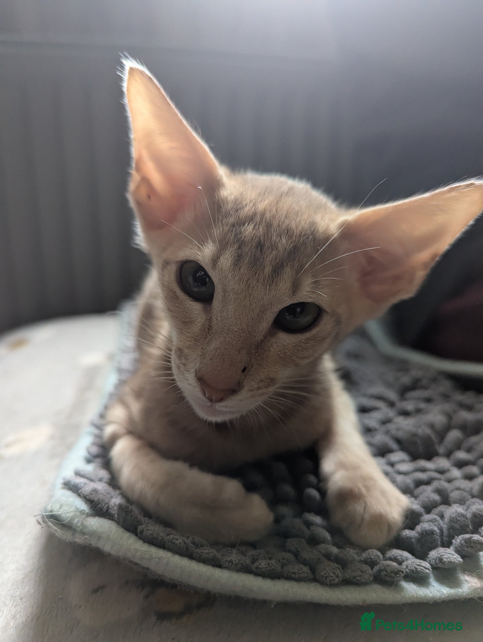 Oriental cats for sale: Ready now! Stunning spotty boy - Advert 4