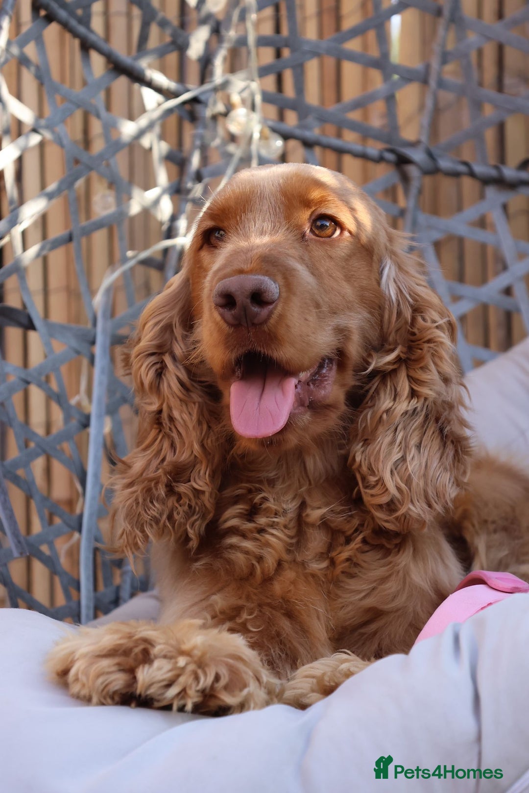 Cocker Spaniel dogs for stud: Red Sable Show Cocker Spaniel available for stud  - Advert 1