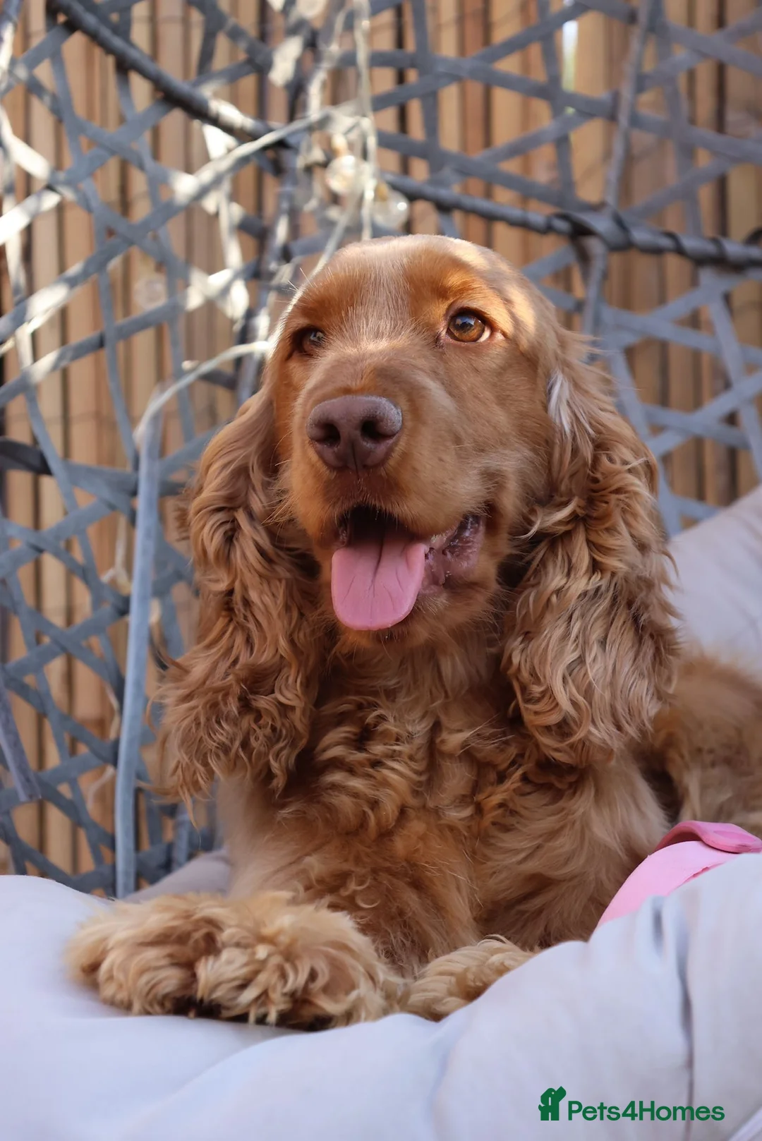 Cocker Spaniel dogs for stud: Red Sable Show Cocker Spaniel available for stud  - Advert 1