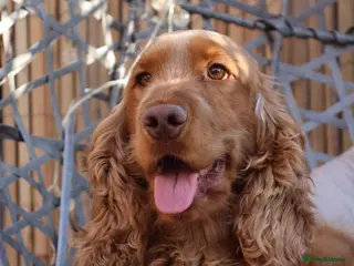 Cocker Spaniel dogs Red Sable Show Cocker Spaniel available for stud - Advert 3