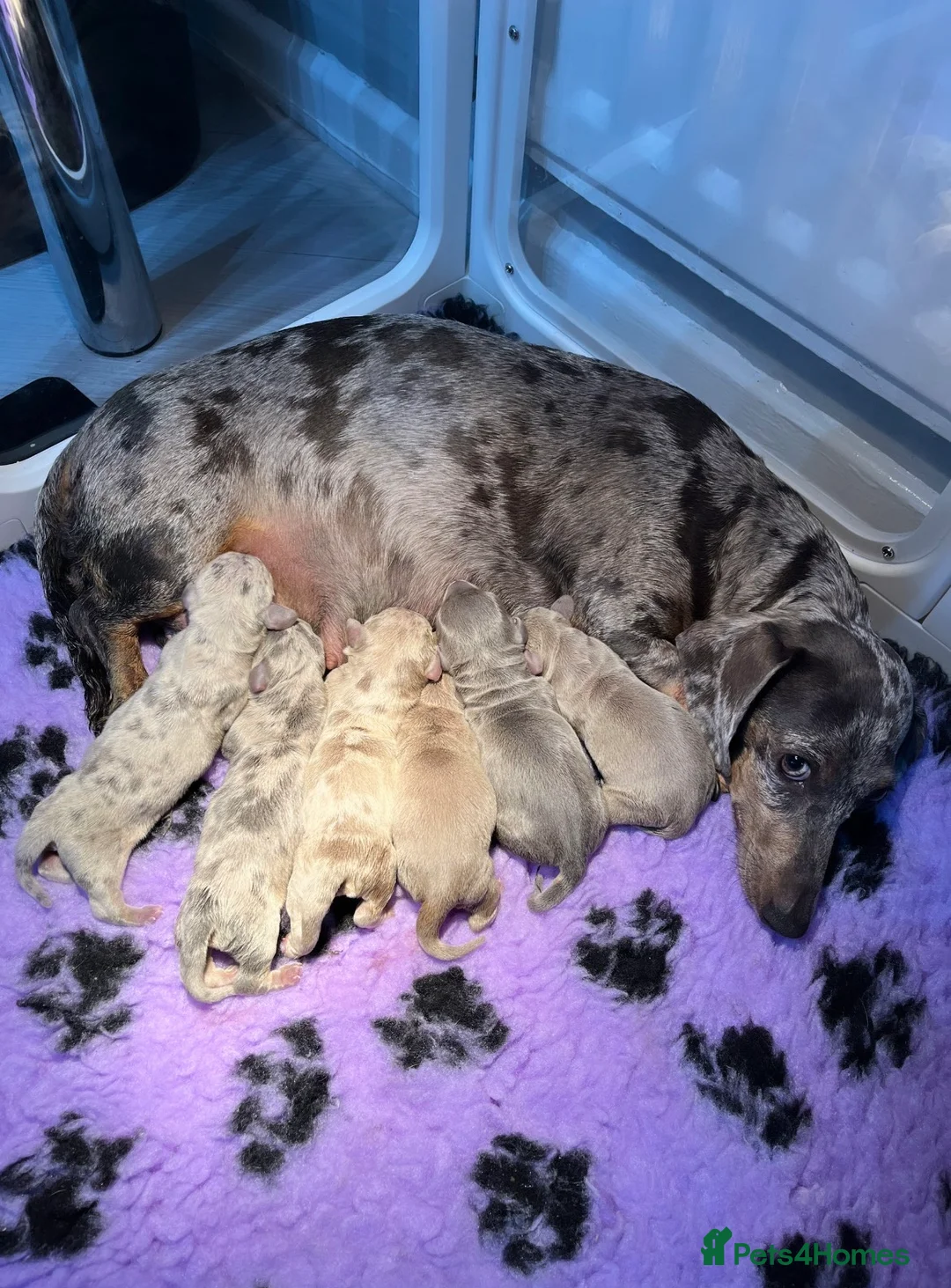Miniature Dachshund dogs for sale: Miniature Dachshund puppies  - Advert 1